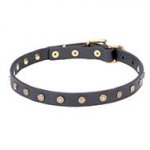 'Stars' Decorated Leather Canine Collar with Brass Studs