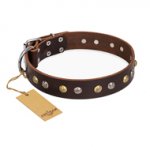 "Golden"n"Silver Luxury" FDT Artisan Leather dog Collar with Engraved Studs