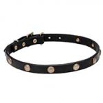 "Sunny Beams" 4/5 inch (20 mm) wide Leather Dog Collar with Engraved Brass Studs