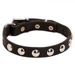 Leather Dog Collar with Nickel Half-Ball Studs