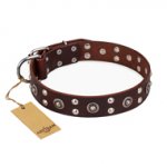 "Pirate Treasure" FDT Artisan Exciting Brown Leather dog Collar with Studs