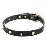 Leather dog collar "Rock the Goth" with brass spikes and skulls
