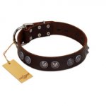 "King Arthur" FDT Artisan Brown Leather dog Collar with Spiky Plates