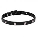 Designer Thin Studded Leather Dog Collar for Walking in Style
