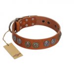 "Luxurious Life" Premium Quality FDT Artisan Tan Leather dog Collar with Round Adornments