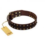 "To the Moon and Back" FDT Artisan Brown Leather dog Collar with Bronze-like Star Studs