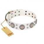 "Mighty Shields" FDT Artisan White Leather dog Collar with Chrome Plated Shields and Square Studs