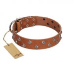 "Waltz of the Flowers" Handmade FDT Artisan Tan Leather dog Collar with Chrome-plated Engraved Studs