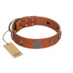 "Foxy Nature" FDT Artisan Tan Leather dog Collar with Chrome Plated Brooches