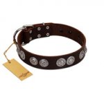 "High and Mighty" FDT Artisan Classy Brown Leather dog Collar with Embellished Brooches