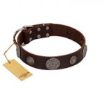 "Flashy Woof" FDT Artisan Brown Leather dog Collar with Chrome Plated Brooches