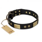 "Spanish night" FDT Artisan Fashionable Leather Walking dog Collar