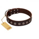 "Starry-Eyed" Best Quality FDT Artisan Brown Designer Leather dog Collar with Small Plates