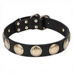 Leather Dog Collar Adorned with Brass Circles - 'Hip and Edgy'