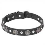 "Shiny Charm" 1/5 inch (30 mm) wide Leather Dog Collar with Conchos and Studs