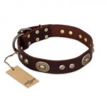 "Breath of Elegance" FDT Artisan Decorated with Plates Brown Leather dog Collar