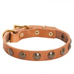 Studded Leather Dog Collar for Walking