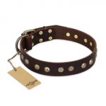 "Bronze Sheen" FDT Artisan Leather dog Collar with Brass-Plated Studs
