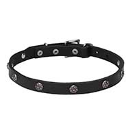 "Sparkling Beauty" 4/5 inch (20 mm) wide Leather Dog Collar with Chrome Plated Engraved Studs