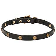 Exclusive Dog Collar with Circles