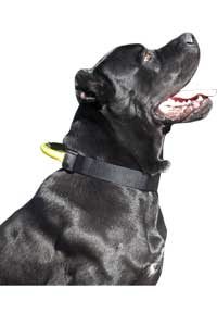 Aricles about your Cane Corso