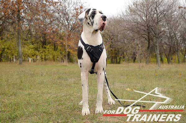 Demandable Great Dane-Breed-Leather-Dog-Harness-Attack-Training