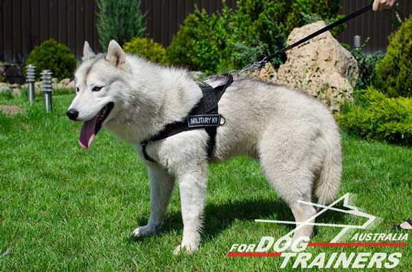 Husky harness nylon for training without pulling