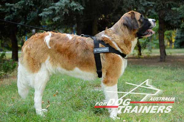 Moscow Watch Dog harness nylon equipped with changable id patch