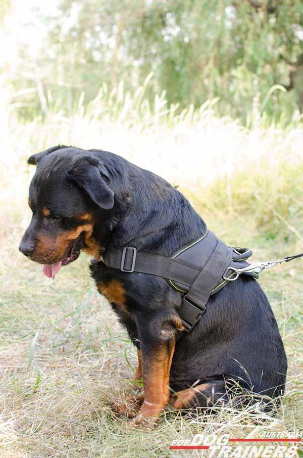 Hand crafted Lightweight Nylon Canine Harness for Rottweilers