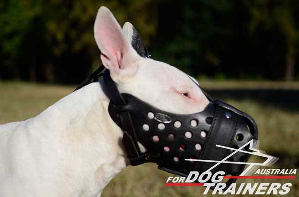 Leather Bull Terrier Muzzle of Reliable Quality