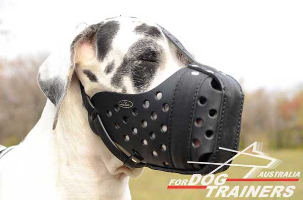 Leather Great Dane Muzzle for Agitation Work