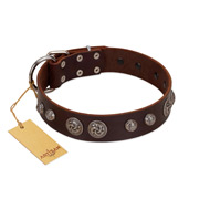 "Choco Brownie" FDT Artisan Brown Leather dog Collar Adorned with Silver-Like Conchos